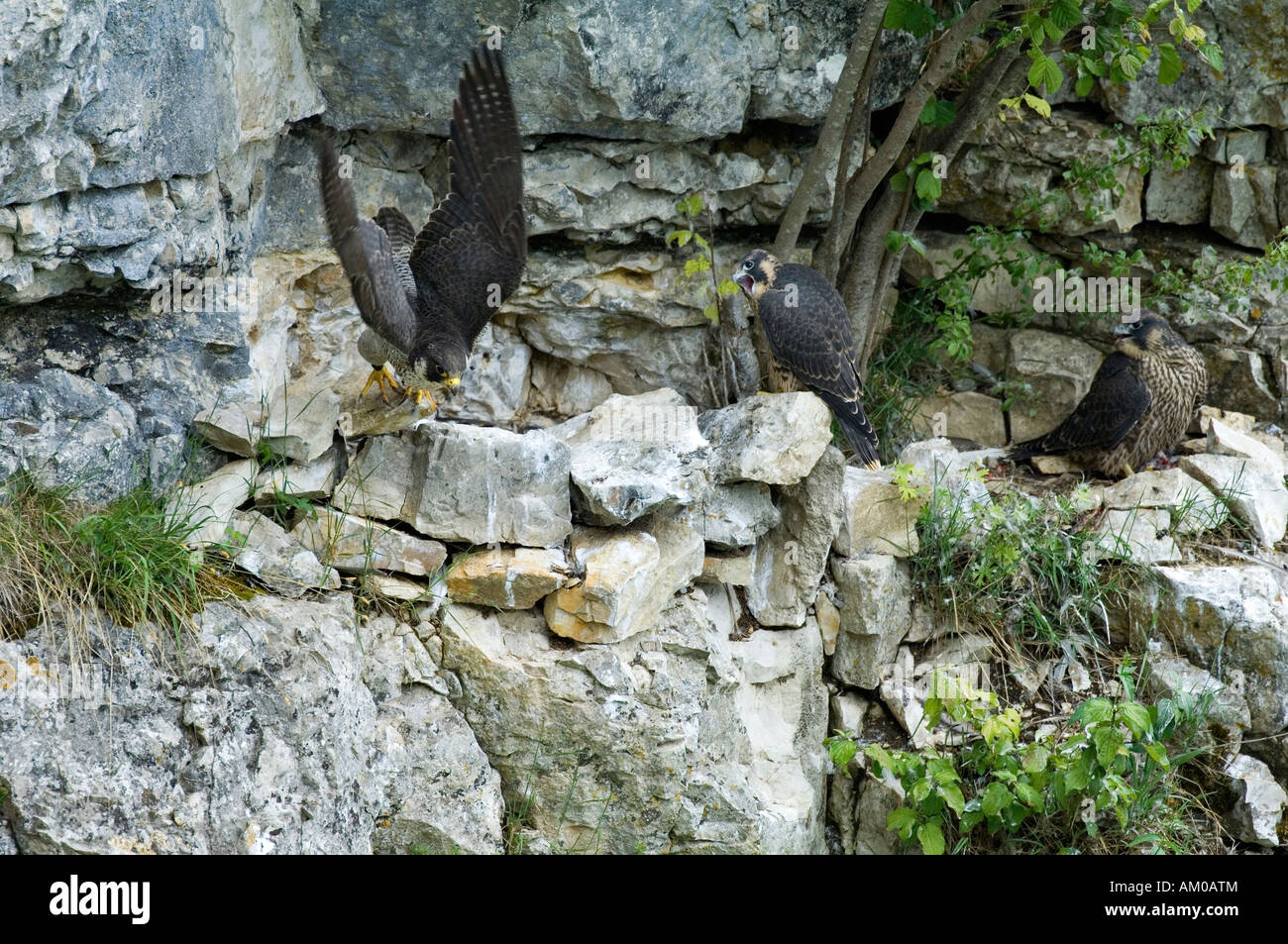 Wanderfalken, Erwachsene mit zwei Jungvögel auf dem Horst Stockfoto