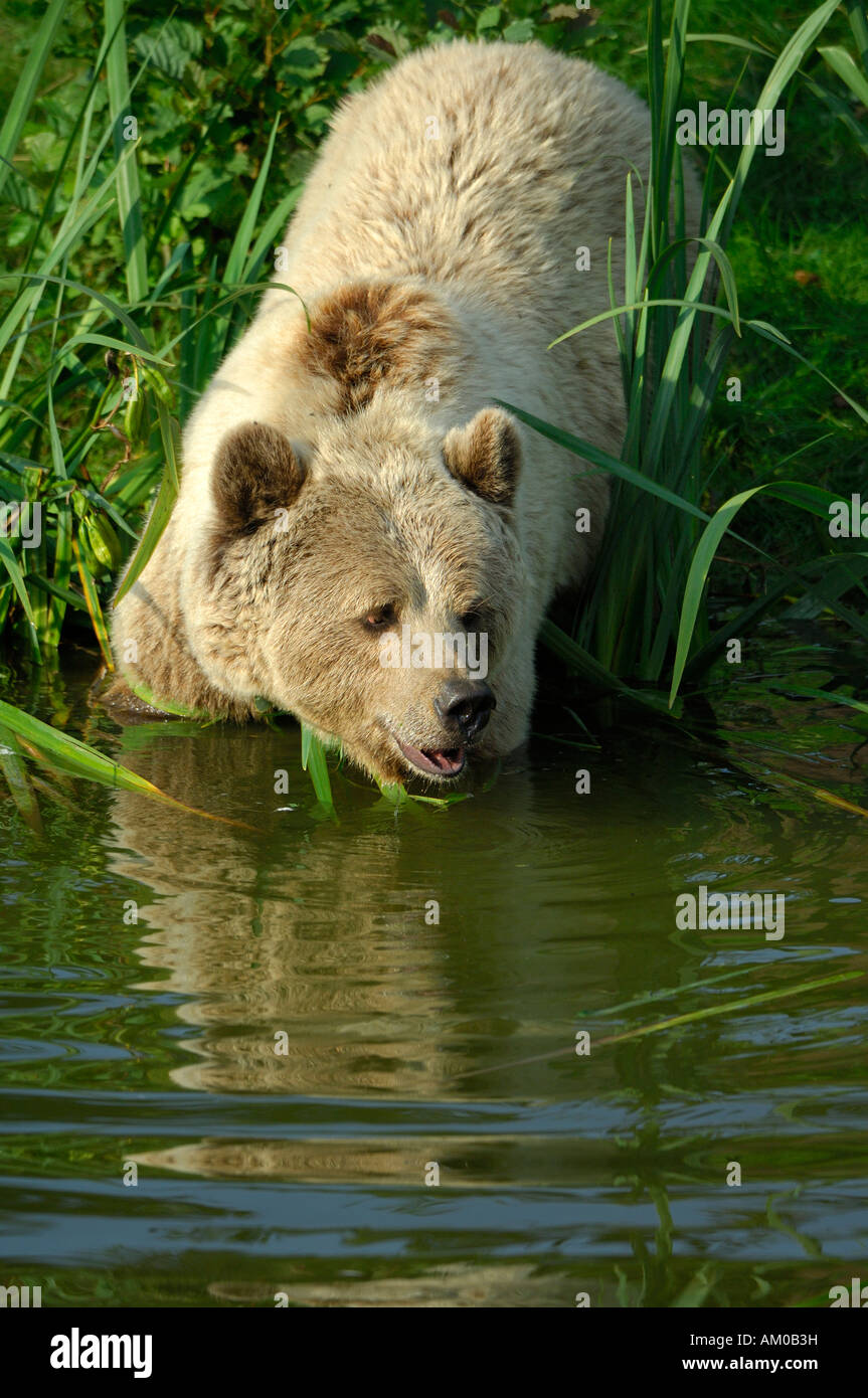 Braunbär (Ursus Arctos Arctos) Stockfoto