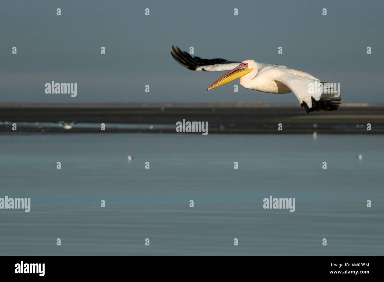 Weißer Pelikan, ein Landeanflug Stockfoto
