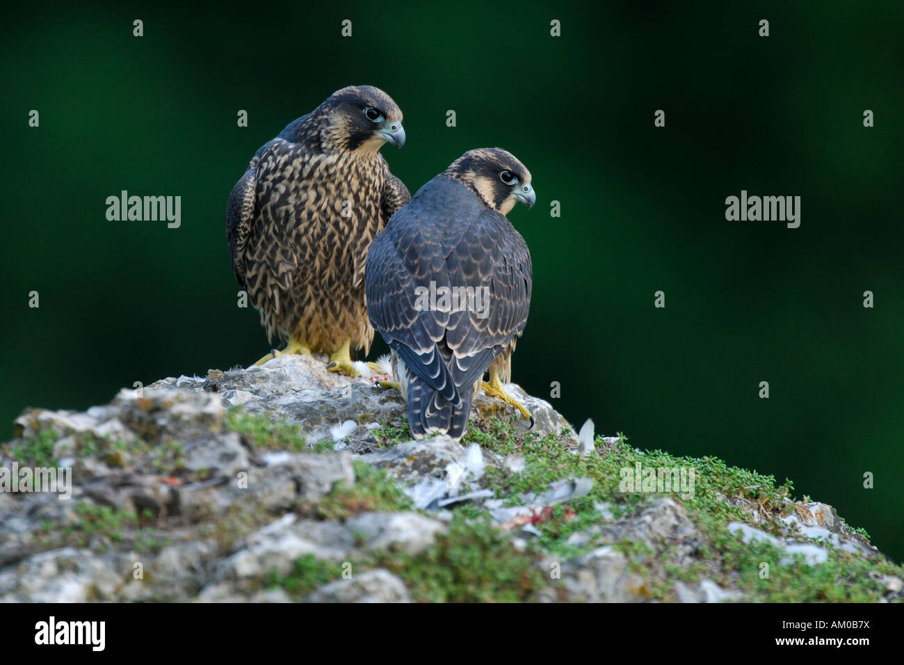 Wanderfalken (Falco Peregrinus), Jungvögel Stockfoto