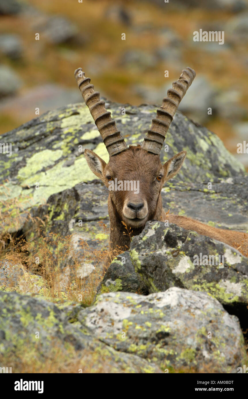 Alpensteinbock (Capra Ibex), Jungtier Stockfoto