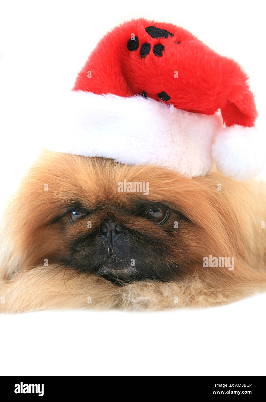 Pekinese Hund in Weihnachts-Strumpf Hut isoliert Stockfoto