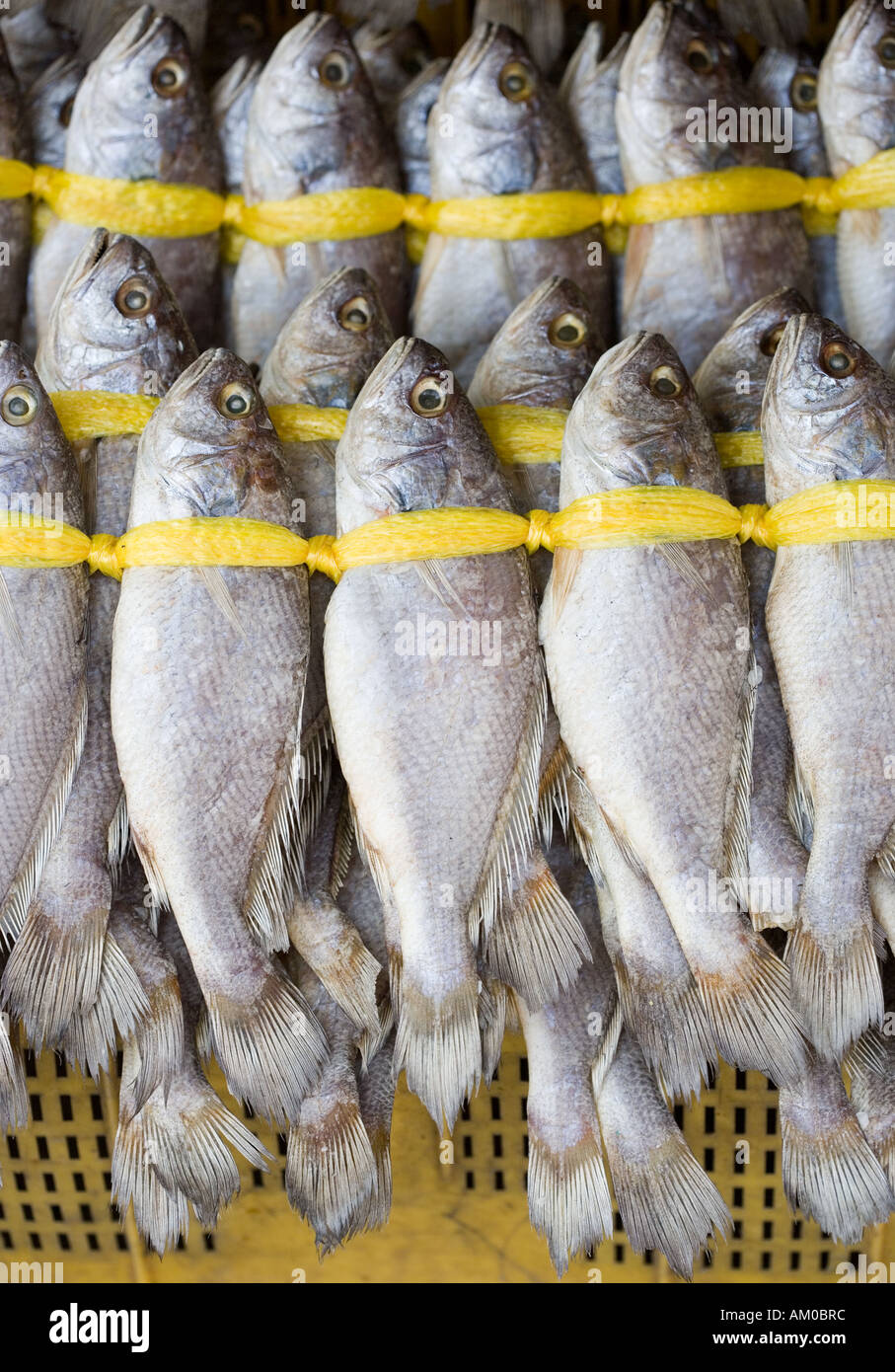 Fisch im Jagalchi Fish Market Busan Südkorea Stockfoto