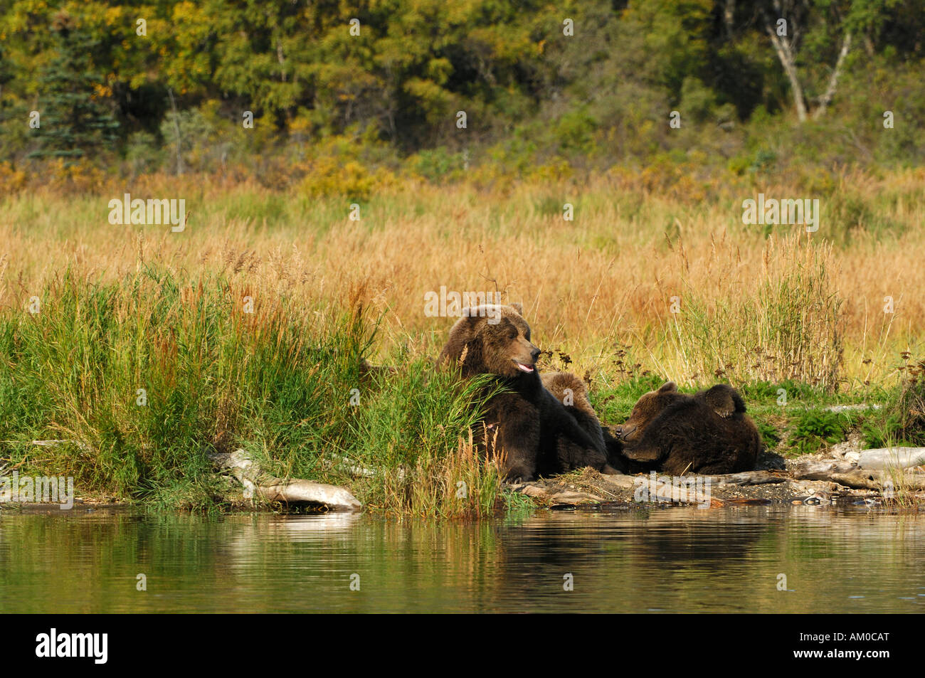 Alaska-Braunbär (Ursus Arctos), Bärin mit Welpen, Katmai Nationalpark, Alaska, USA Stockfoto