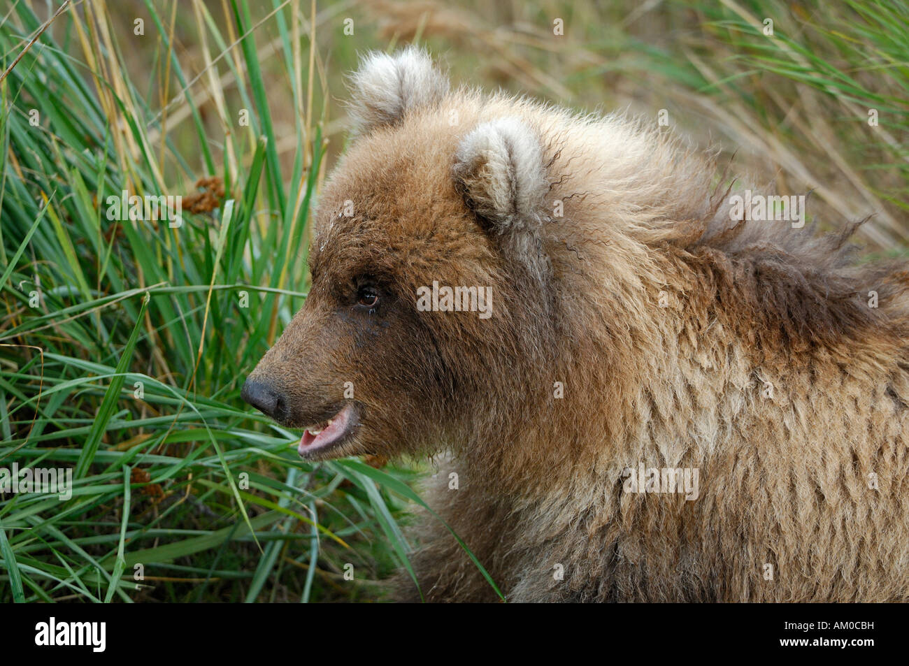 Alaska-Braunbär (Ursus Arctos), Welpen (Hochformat), Katmai Nationalpark, Alaska, USA Stockfoto