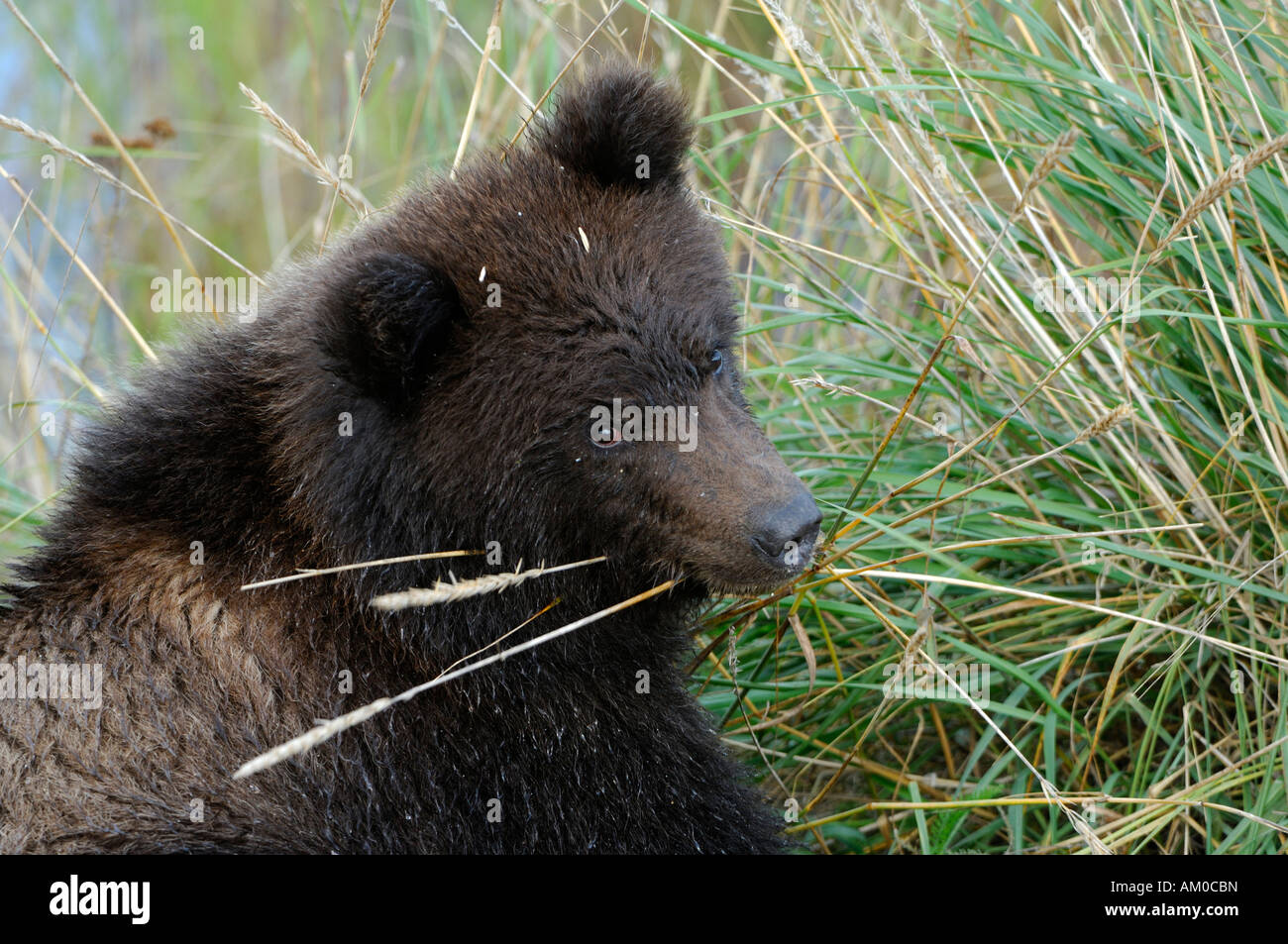 Alaska-Braunbär (Ursus Arctos), Welpen (Hochformat), Katmai Nationalpark, Alaska, USA Stockfoto