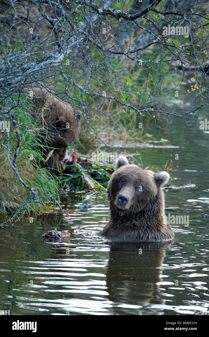 Alaska-Braunbär (Ursus Arctos), Bärin mit Welpen, Katmai Nationalpark, Alaska, USA Stockfoto