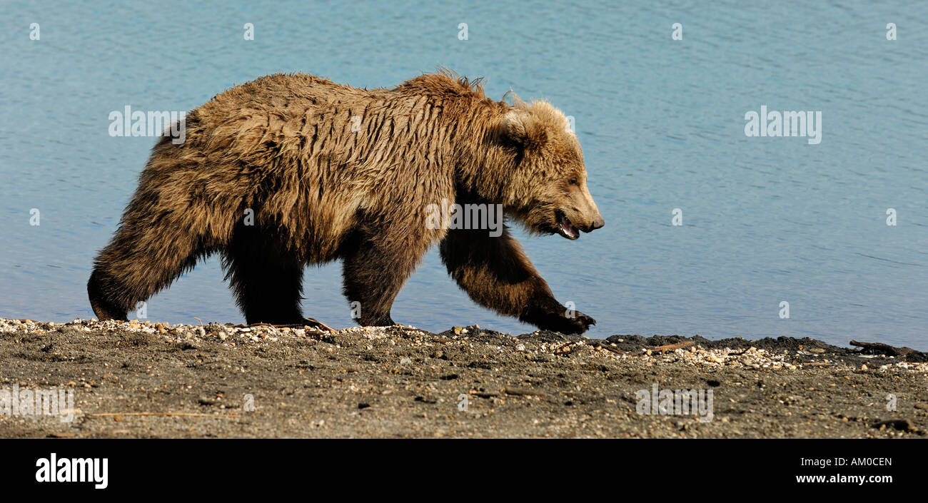 Alaska Braunbär (Ursus Arctos) Welpen, Katmai Nationalpark, Alaska, USA Stockfoto