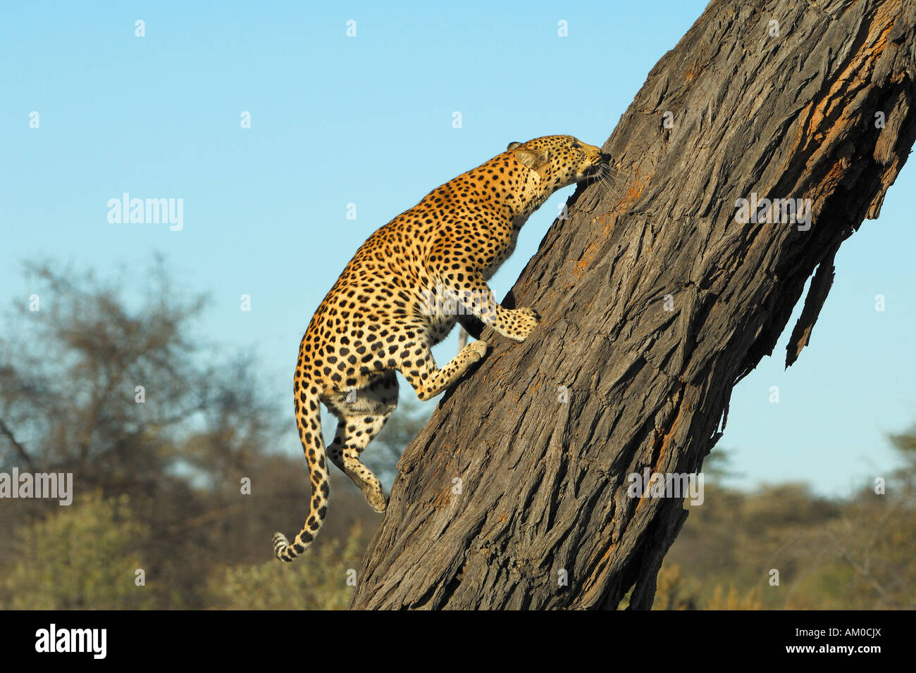 Leopard (Panthera Pardus) klettern auf Akazie erioloba Stockfoto