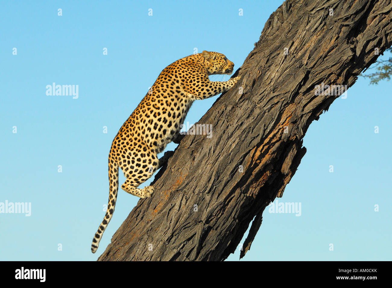 Leopard (Panthera Pardus) klettern auf Akazie erioloba Stockfoto