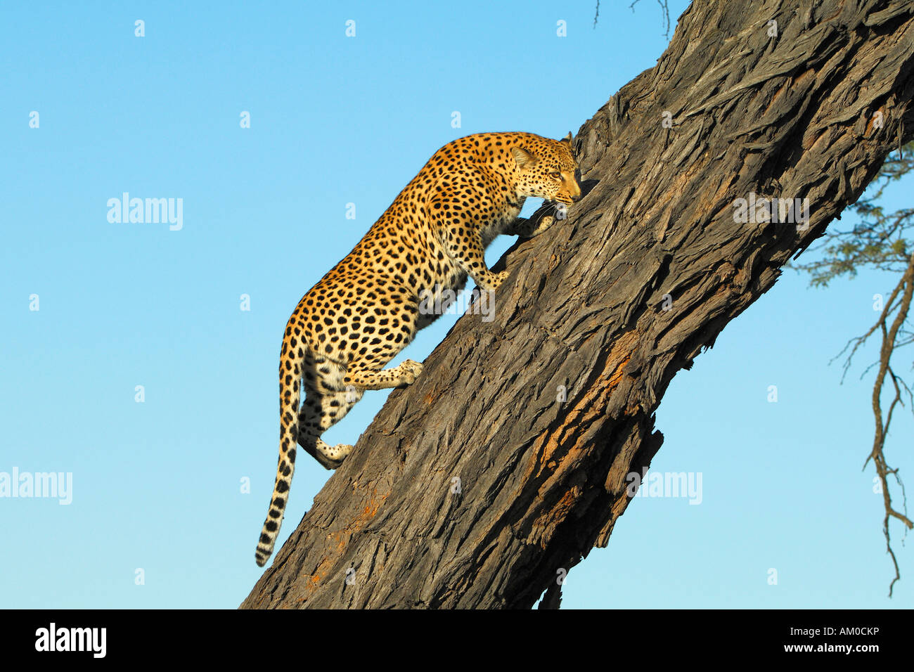 Leopard (Panthera Pardus) klettern auf Akazie erioloba Stockfoto