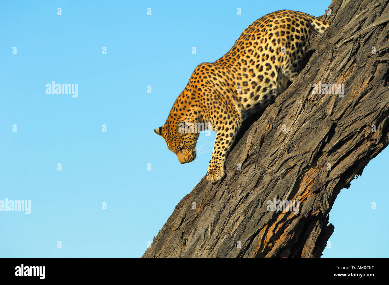 Leopard (Panthera Pardus) klettern auf Akazie erioloba Stockfoto