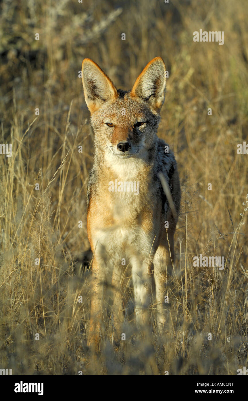 Foto Schakal Stockfotos und bilder Kaufen Alamy