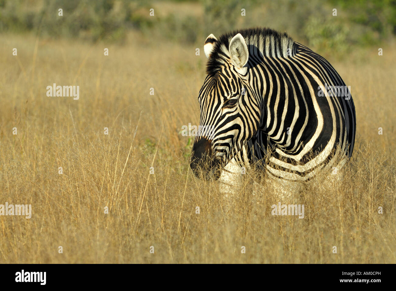 Ebenen Zebra (Equus Quagga Boehmi) Stockfoto