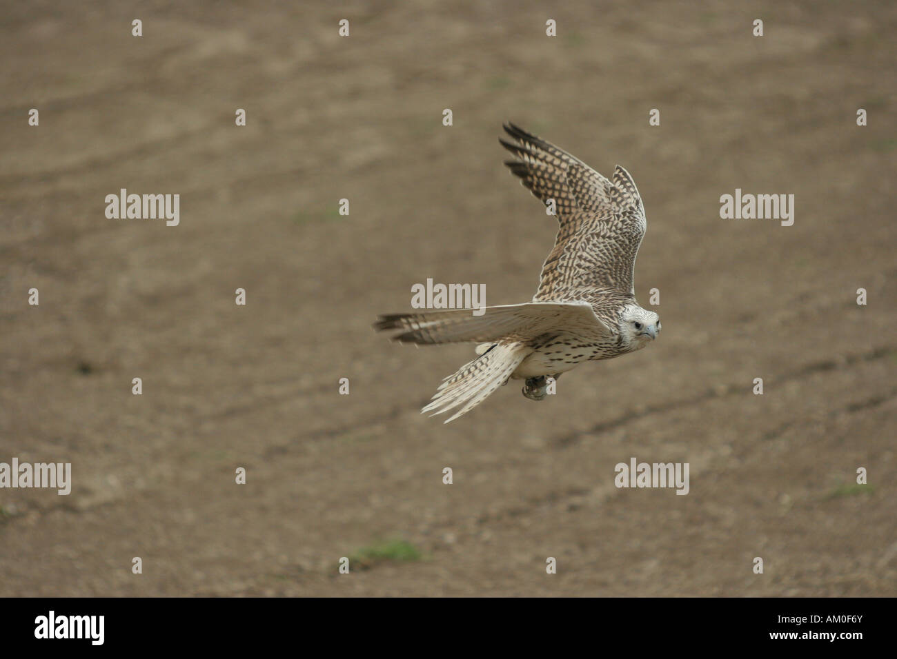 Ausgebildete Sakerfalken, Hybrid Saker Gerfalcon, Deutschland Stockfoto