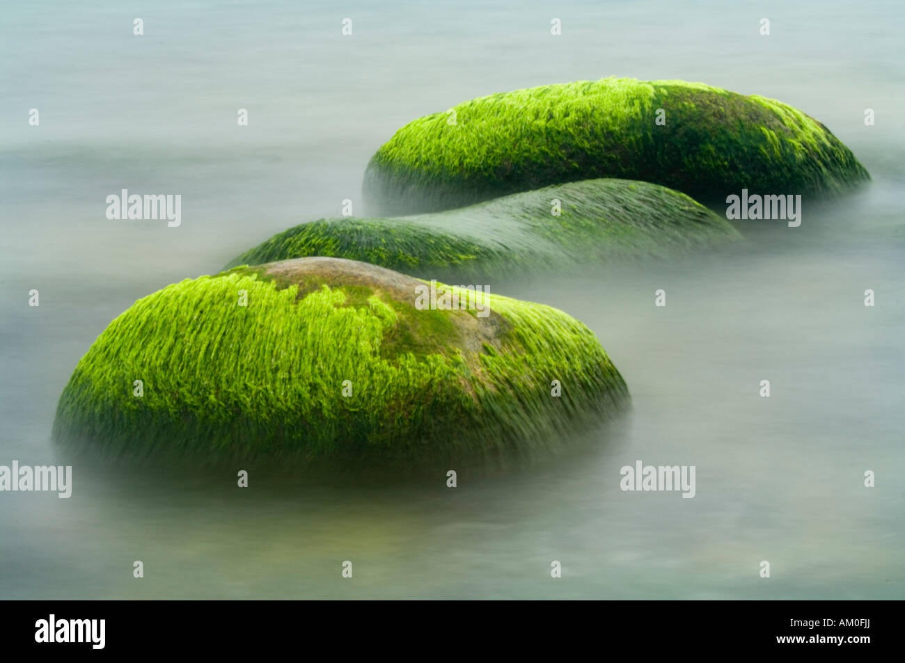 Steinen mit Algen in der Ostsee in der Nähe von der Insel Rügen Stockfoto