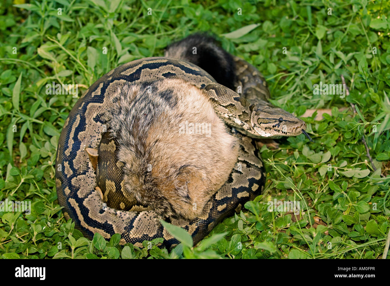 Die python -Fotos und -Bildmaterial in hoher Auflösung – Alamy