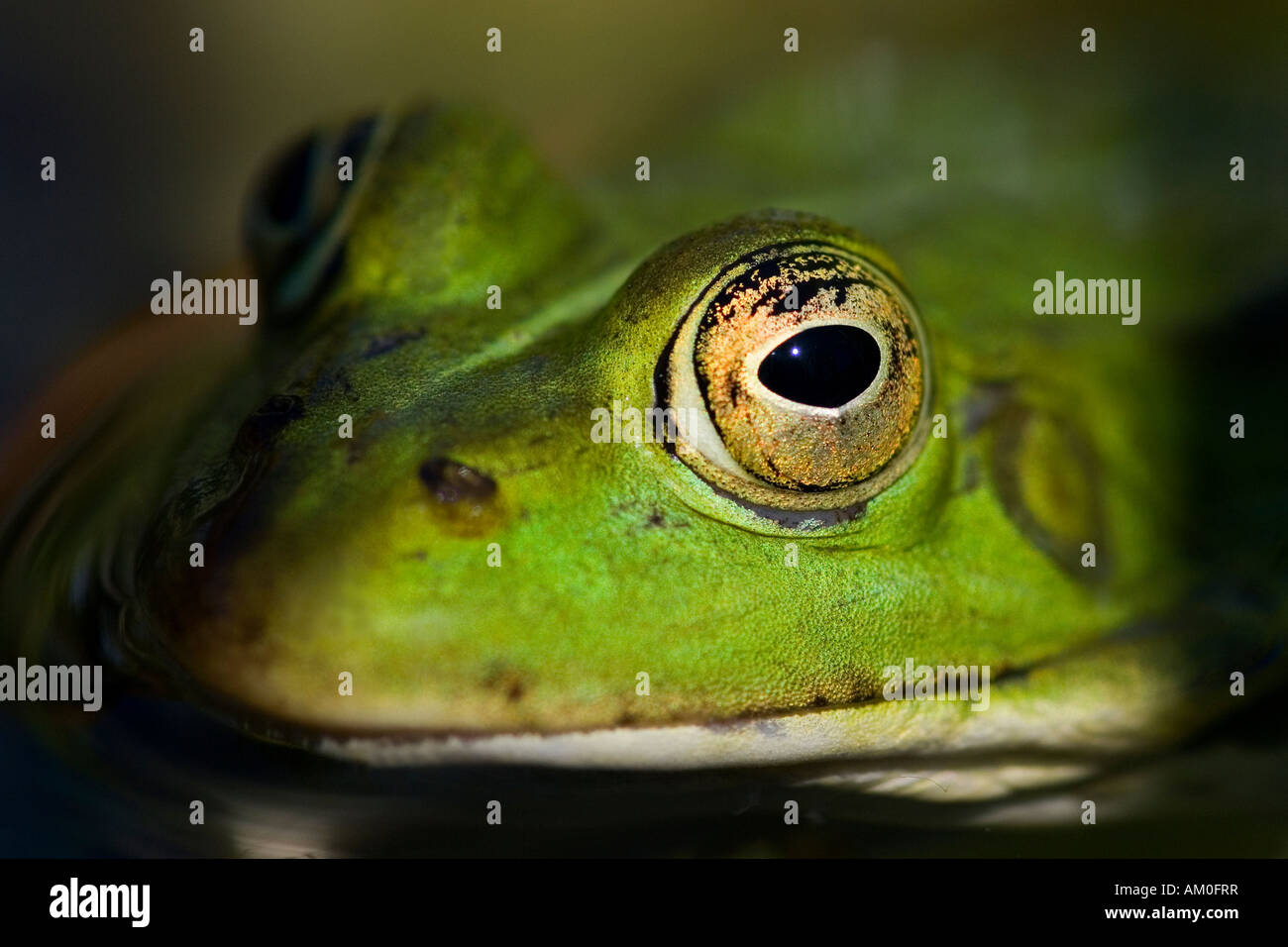 Porträt eines Frosches, Auge, Deutschland Stockfoto