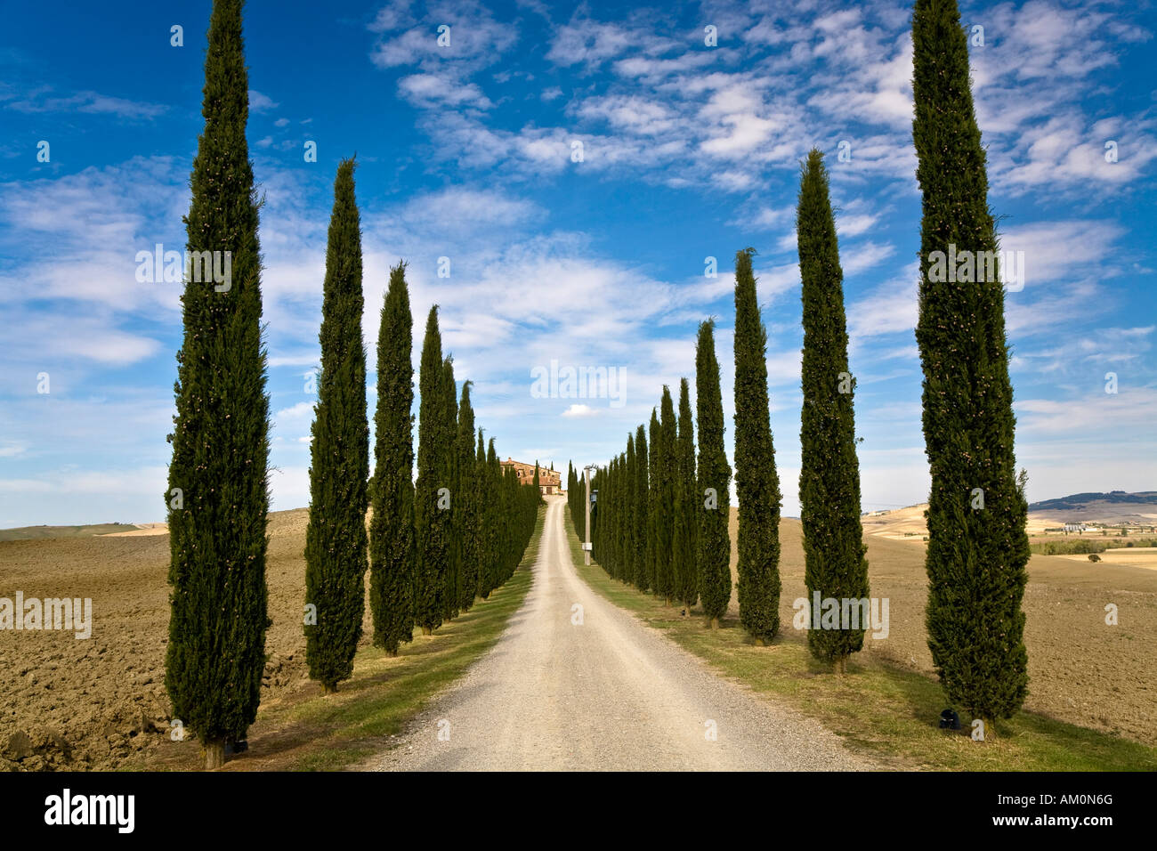 Allee der Zypressen (Cupressus) führt zu einem Landhaus im Tal Val d ' Orcia Crete Toskana Italien Stockfoto