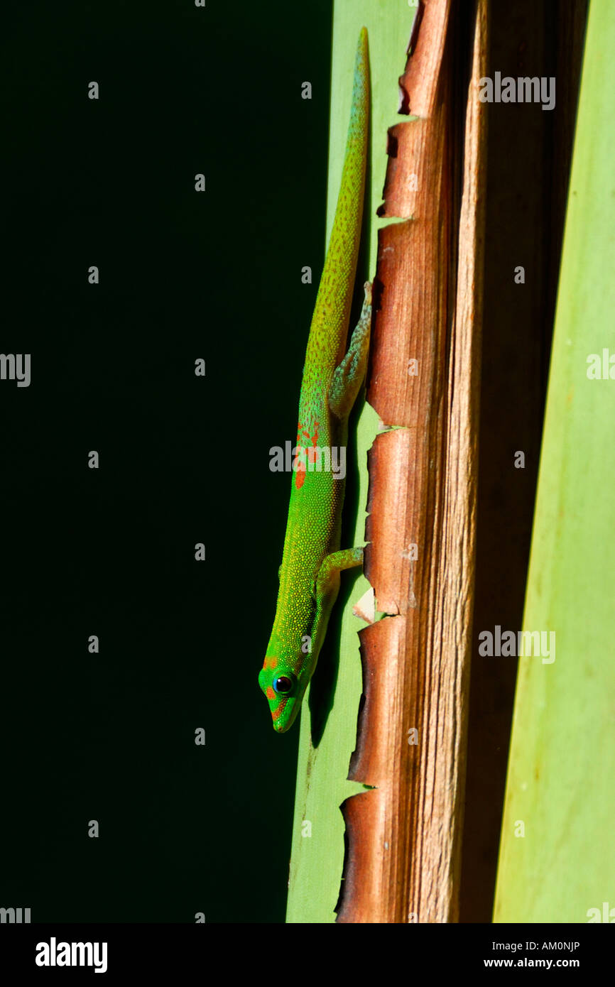 Ein schönen grünen Gecko native nur nach Big Island bereitet sich in der Morgensonne von Hawaii Stockfoto