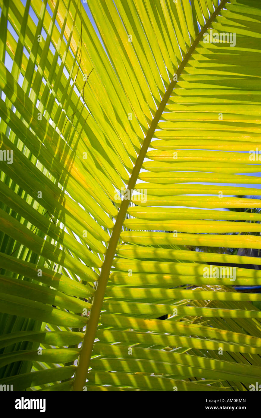 Tropischen Kokosnuss Baum Blatt Palmwedel Stockfoto