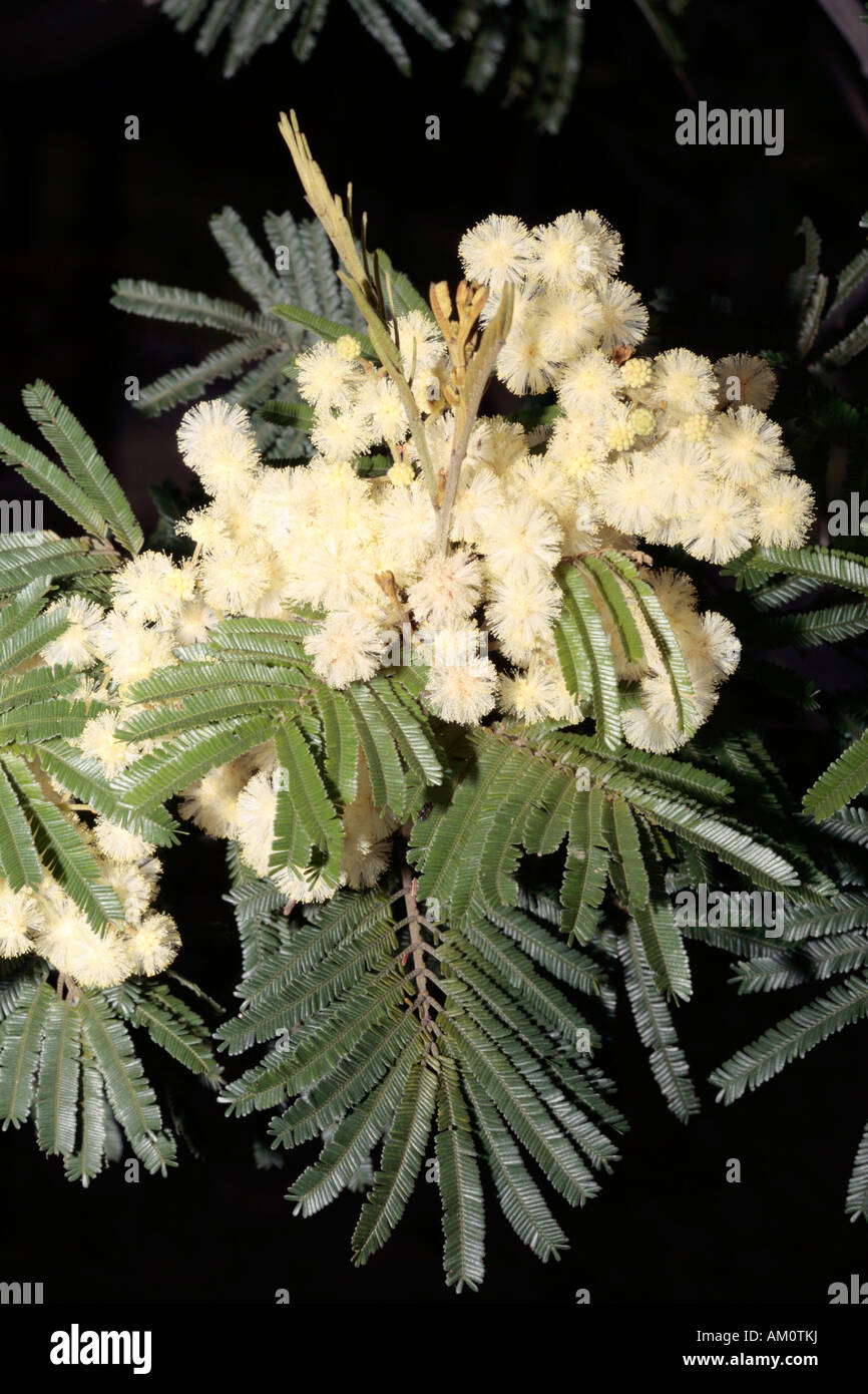 Schwarz-Akazie - Acacia Mearnsii-Familie Fabacae und Unterfamilie Mimosaceae Stockfoto