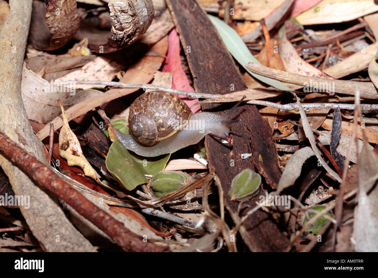 Brown-Garten-Schnecke / Gardensnail - Helix Aspersa-Mitglied der Phylum Mollusca Klasse Gastropoda Auftrag Stylommatophora Stockfoto
