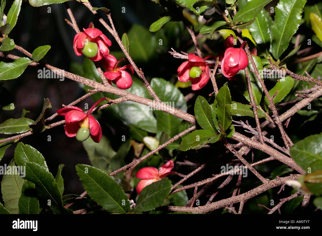 Karneval Bush / Mickey-Mouse-Anlage-Ochna Serrulata Sy Ochna Altropurpurea und Diporidium Serrulatum - Familie Ochnaceae Stockfoto