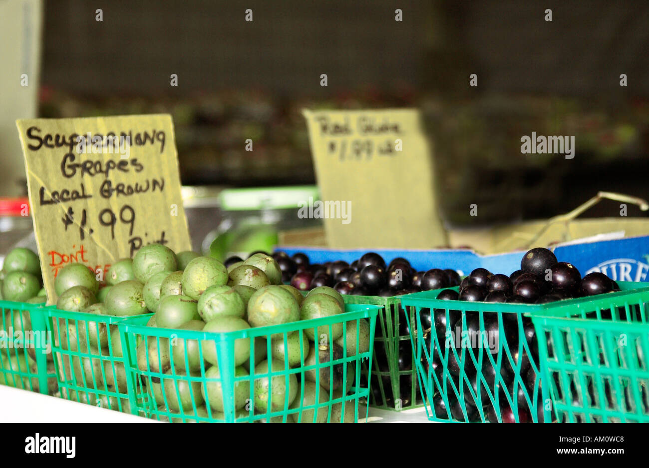 Scuppernong-Trauben aus lokaler Produktion zum Verkauf in South Carolina, USA. Stockfoto