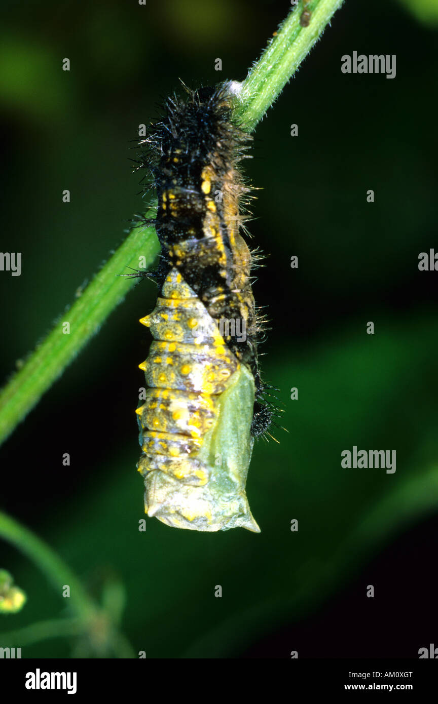 Kleiner Fuchs (Aglais Urticae), Verpuppung der Raupe Stockfotografie