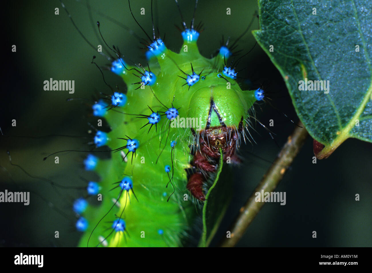 Riesigen Pfau Nachtfalter (Saturnia Pyri), Fütterung Raupe Stockfoto