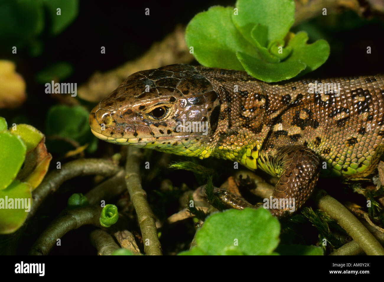 Sand-Eidechse (Lacerta Agilis), Weiblich Stockfoto