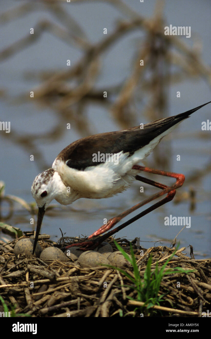 Stelzenläufer (Himantopus Himantopus) seinen Eiern drehen Stockfoto