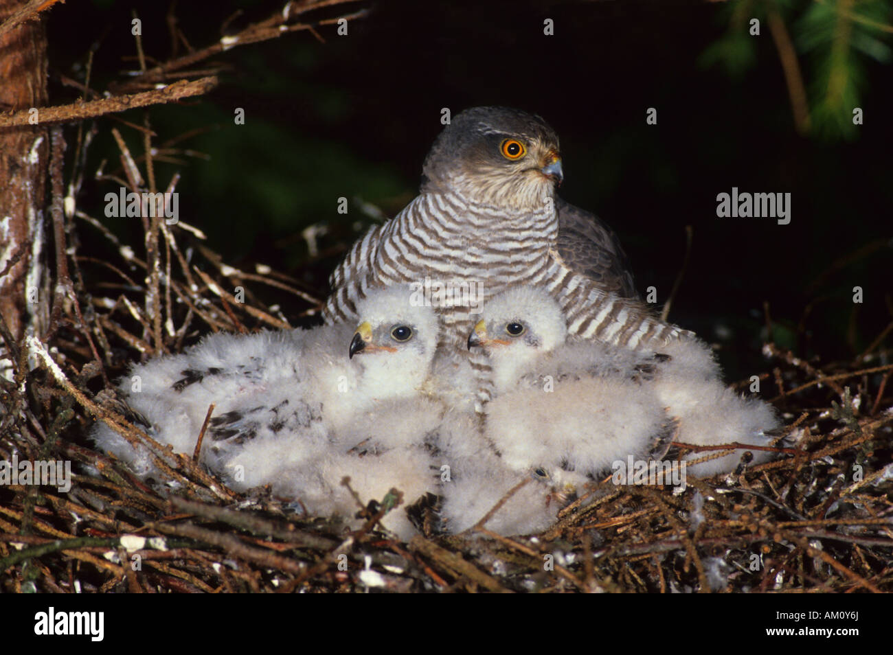 (Eurasischen) Sperber (Accipiter Nisus), Frau kümmert sich um ihre Küken Stockfoto