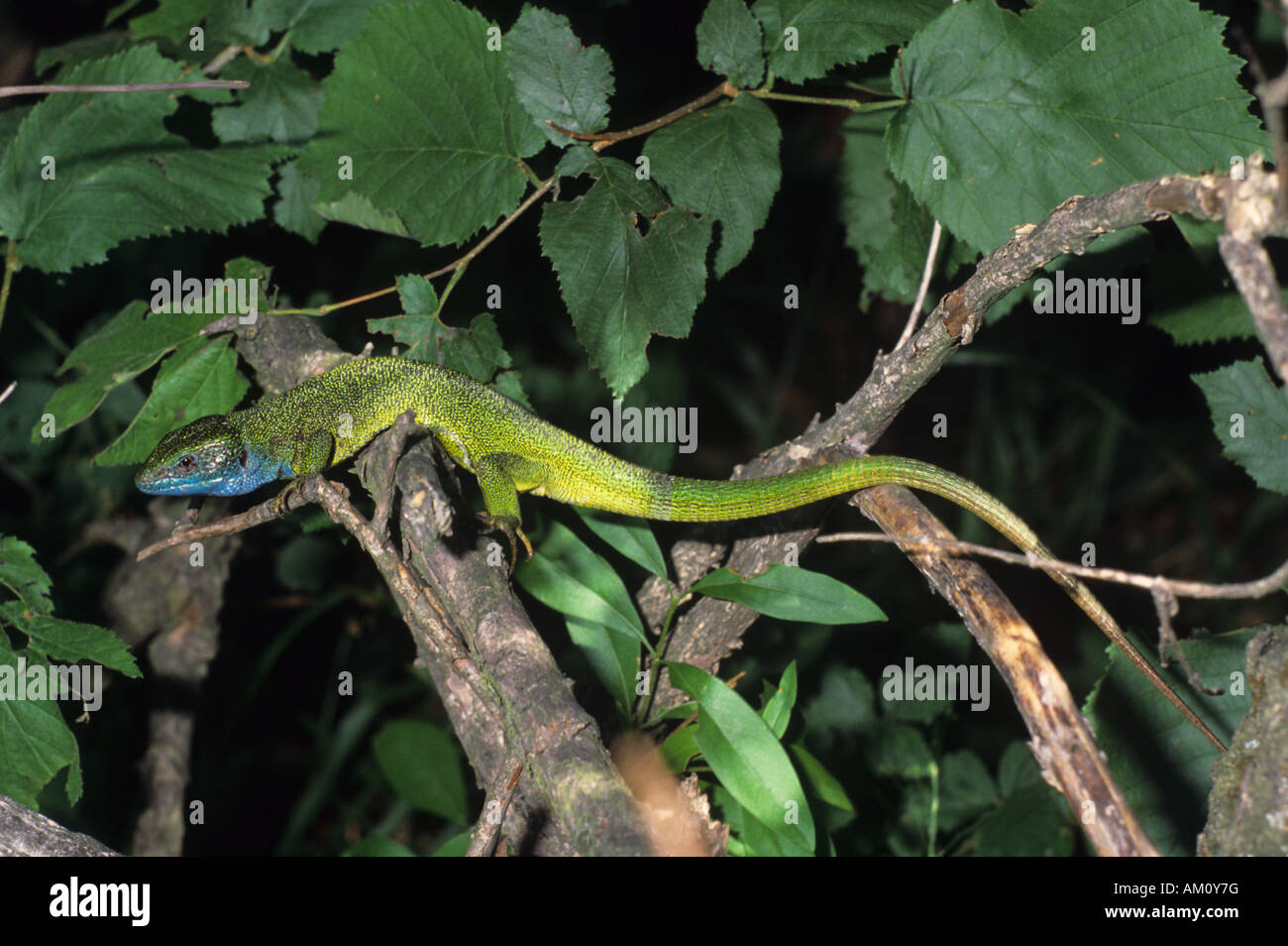 (Europäischen) Smaragdeidechse (Lacerta Viridis), Männlich Stockfoto