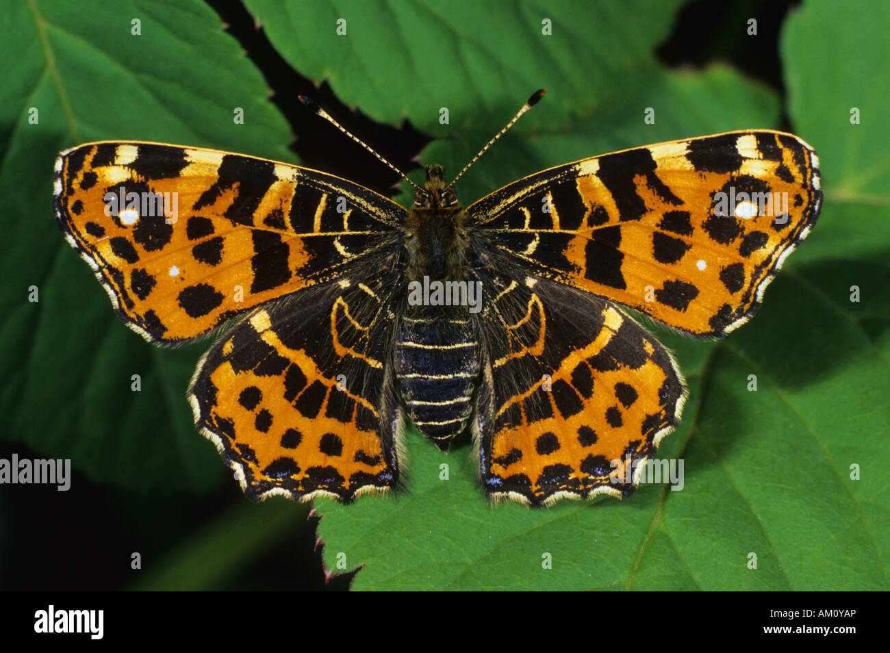 Karte (Schmetterling) [Araschnia Levana] im Frühjahr Stockfoto