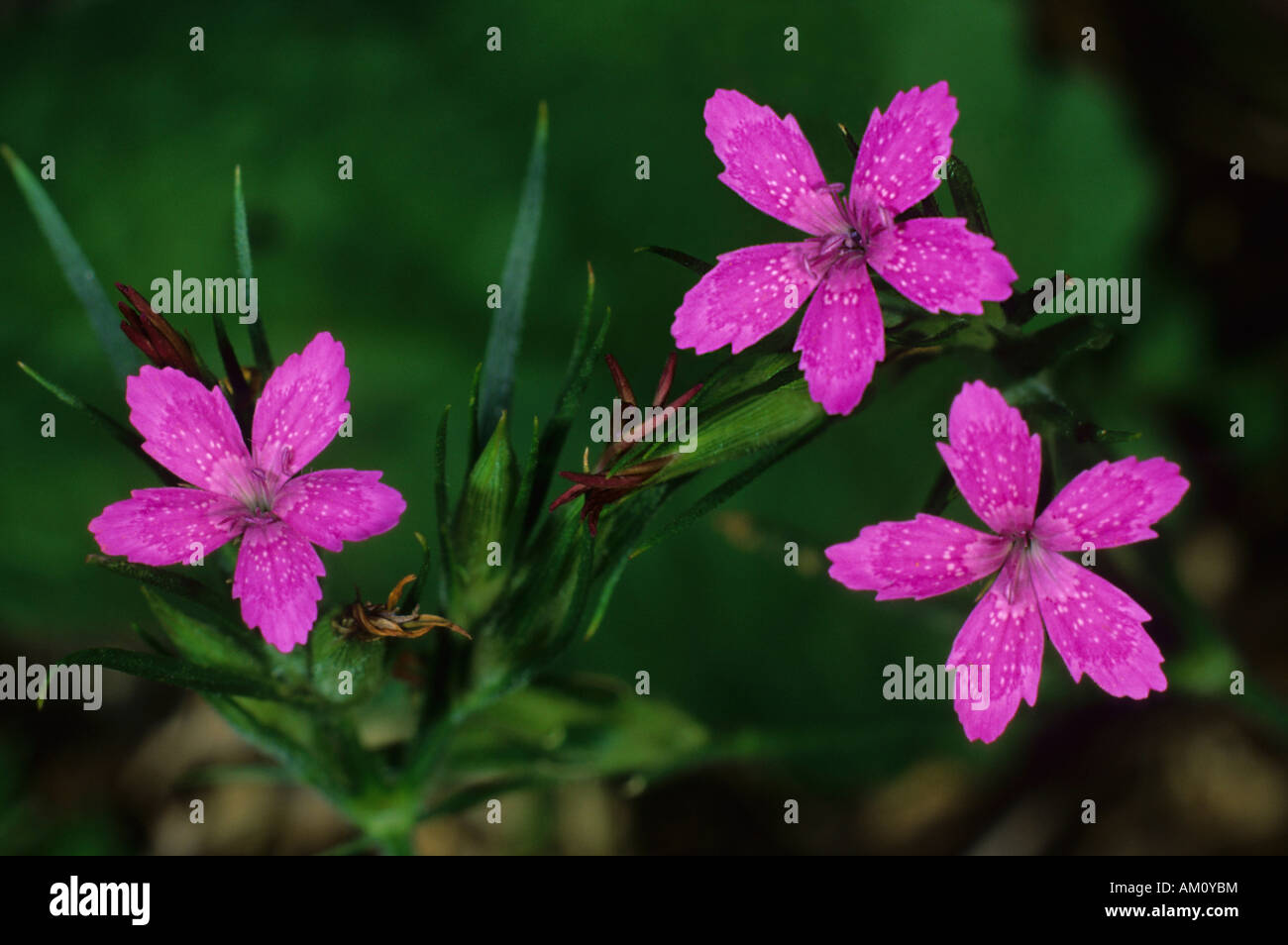 Dianthus armeria Stockfoto