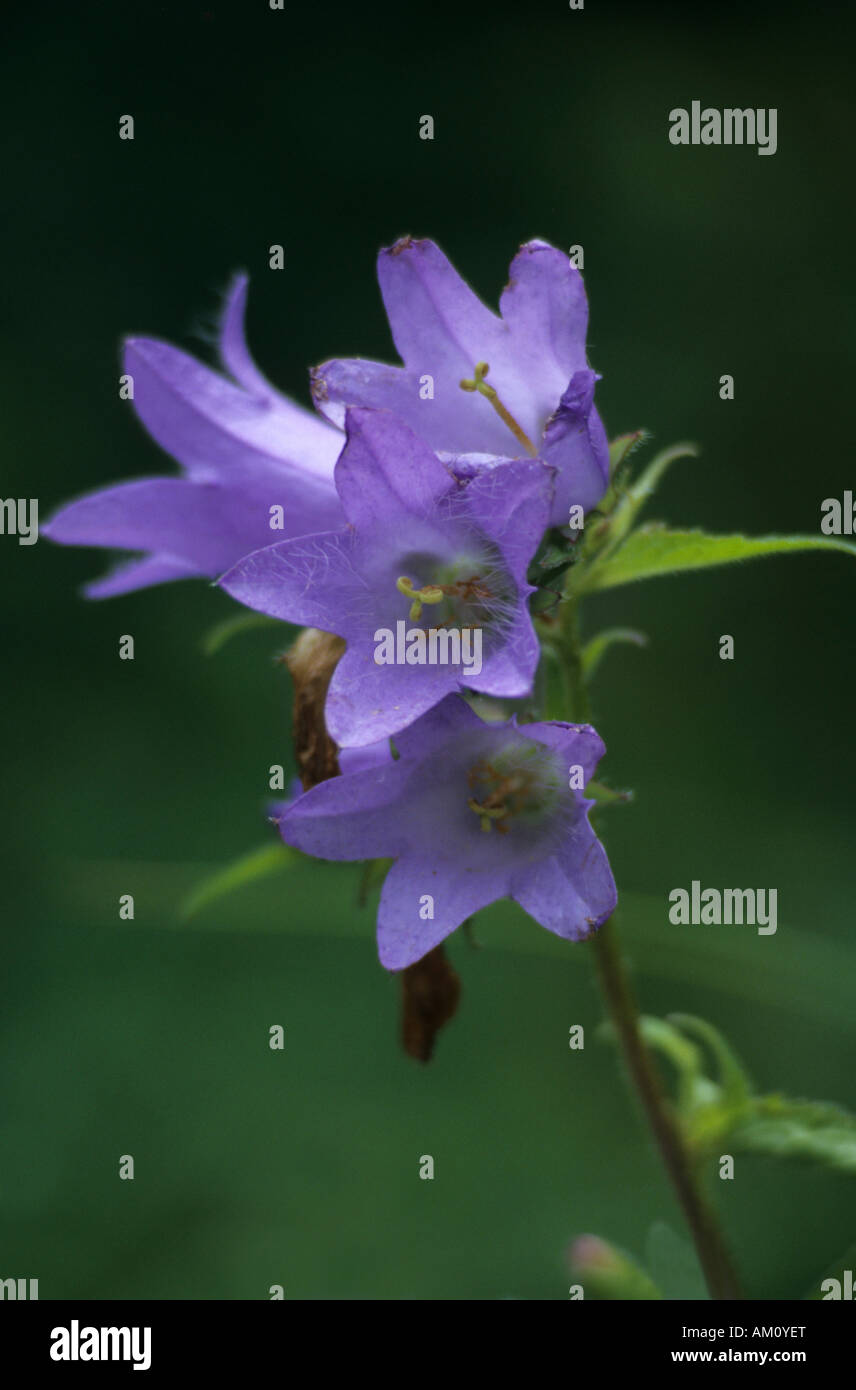 Brennnessel blättrige Glockenblume, Campanula trachelium Stockfoto