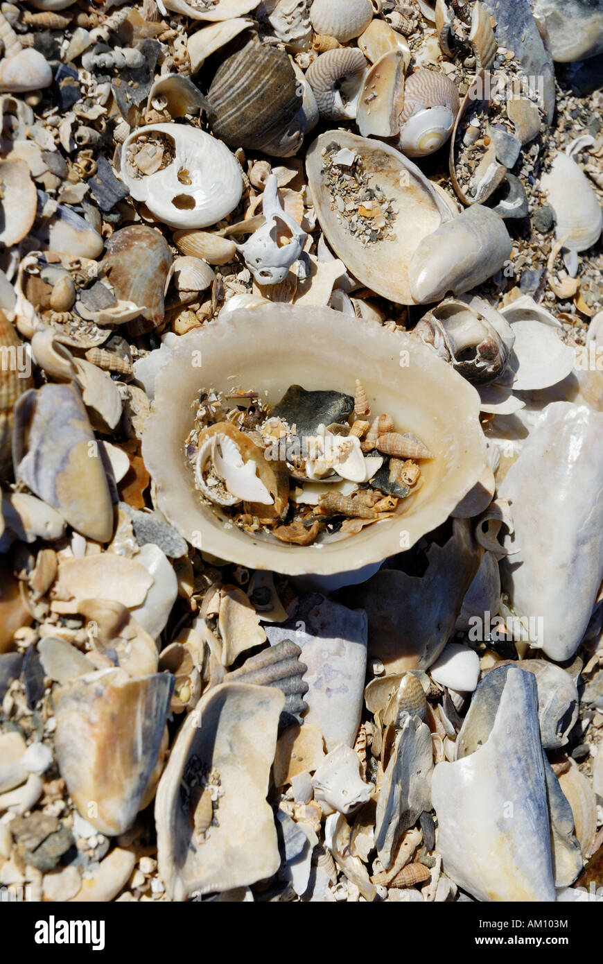 Fisch und Molusk Shell Muscheln Stockfoto
