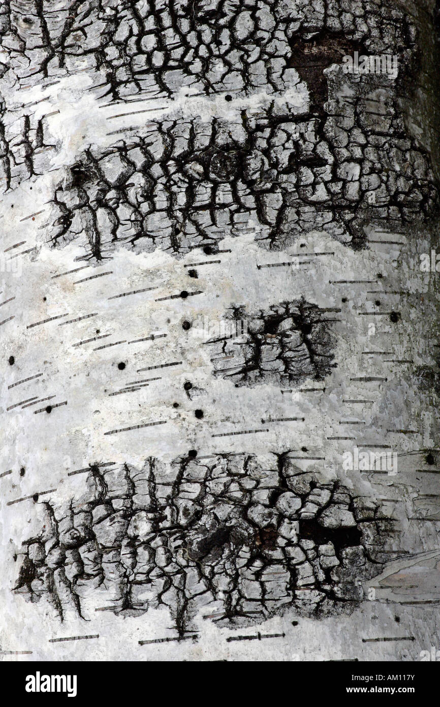 Europäische weiße Birke - Silver Birch - Barke der Toten Birke (Betula Pendel) Stockfoto