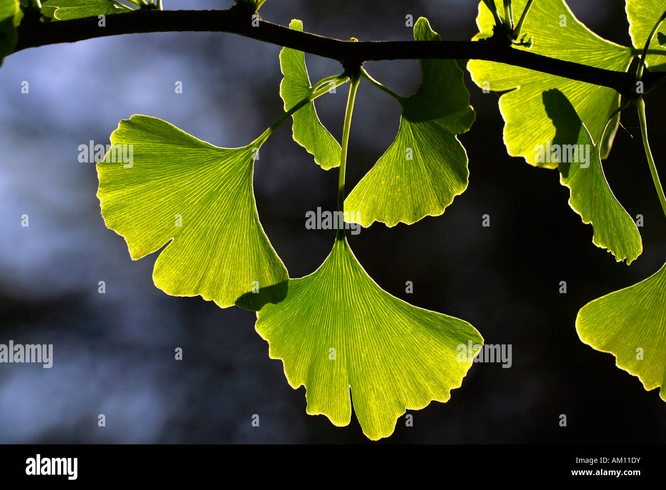 Ginkgo baum Fotos und Bildmaterial in hoher Auflösung Alamy