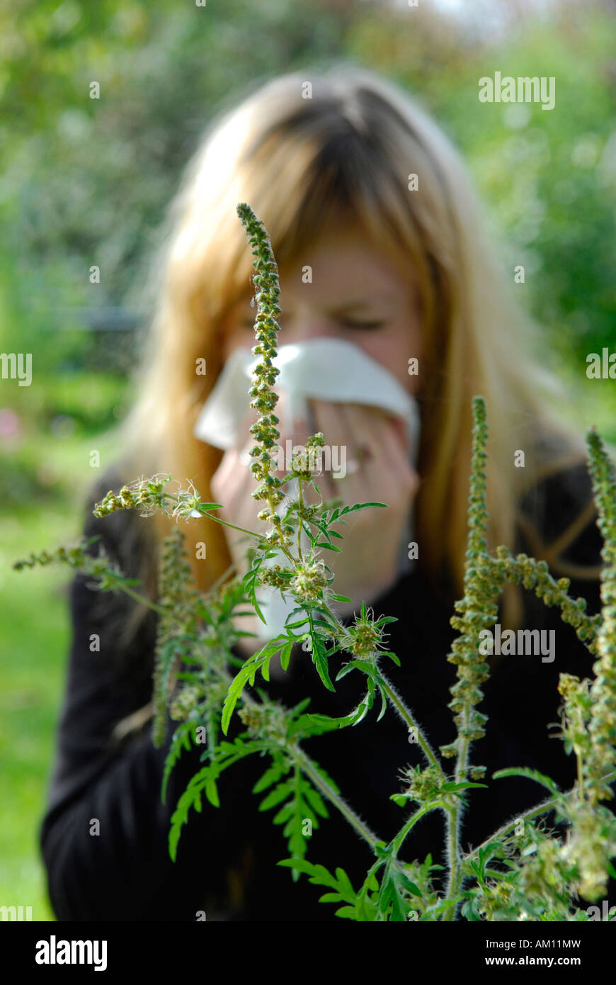 Frau reagiert allergisch auf Ragweed Stockfoto