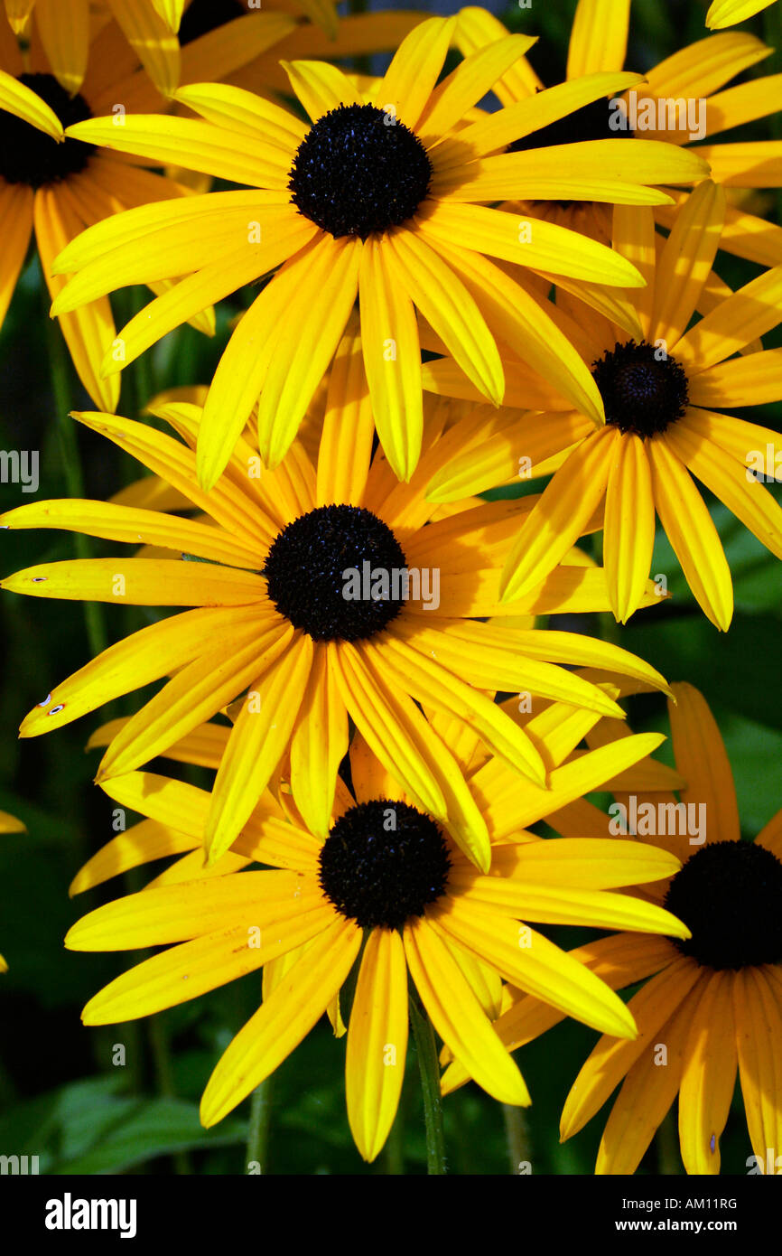 Blühende Kegel Blume Sorte Goldsturm (Rudbeckia Fulgida var. Sullivantii Sorte Goldsturm) Stockfoto