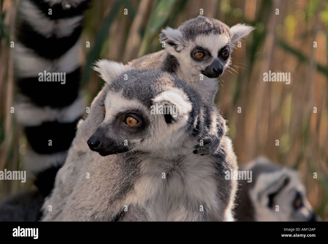 Katta Lemur Catta Mit Cub Zoologischer Garten Schonbrunn Wien