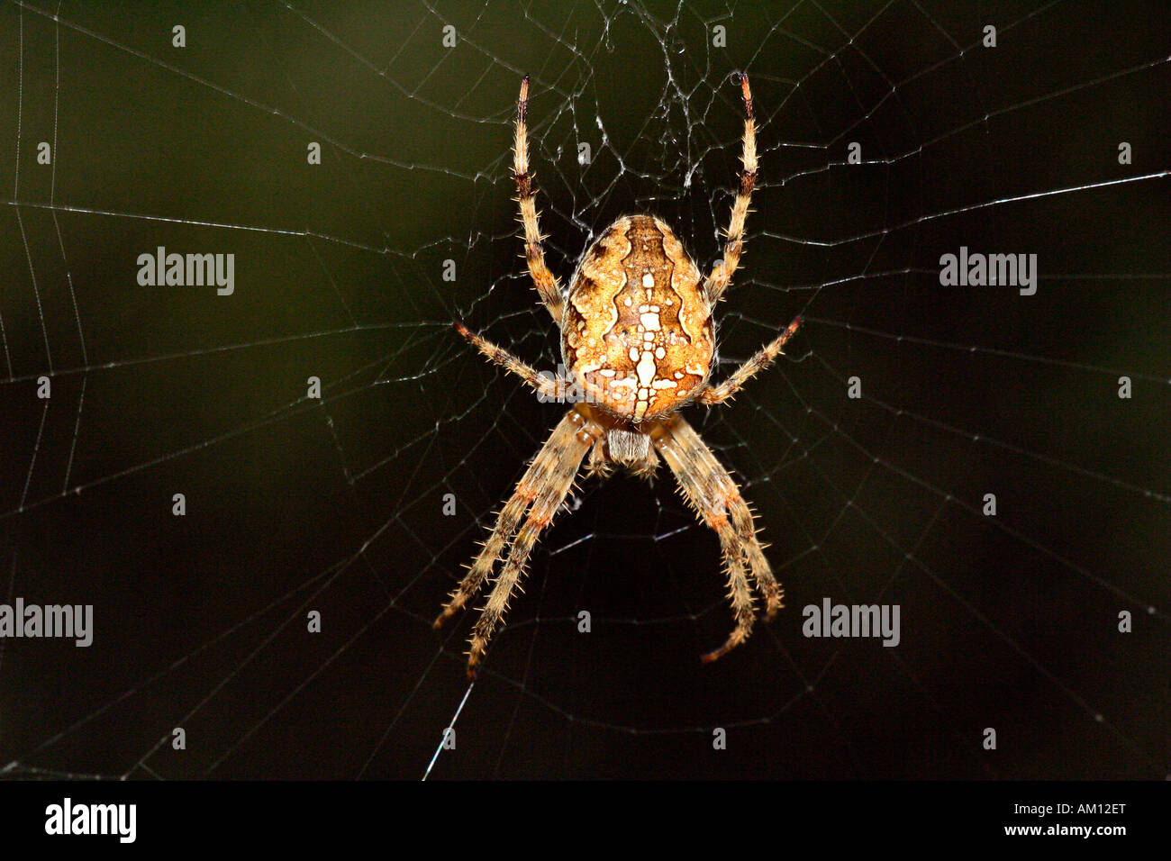 Überqueren Sie Spinder - Kreuz Orbweaver - Spinnennetz - Europäische Gartenkreuzspinne (Araneus Diadematus) Stockfoto