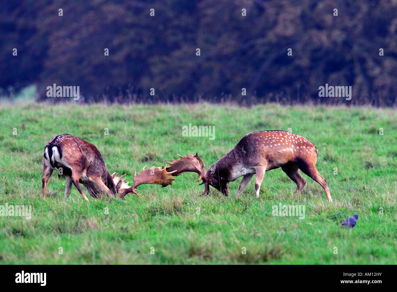 Damhirsche während der Brunft - Männchen (Cervus Dama) kämpfen (Dama Dama) Stockfoto