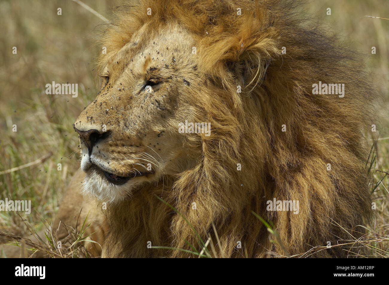 Löwe (Panthera Leo), Porträt des alten Mähne Löwe, Masai Mara, Kenia Stockfoto