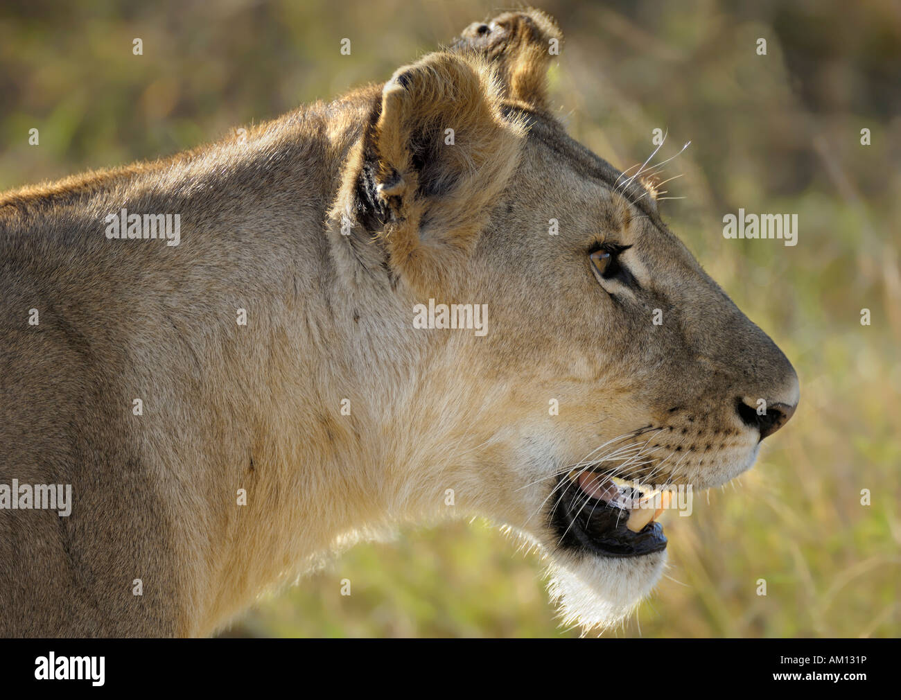 Löwe (Panthera Leo), Löwin, Porträt, Masai Mara, Kenia Stockfoto