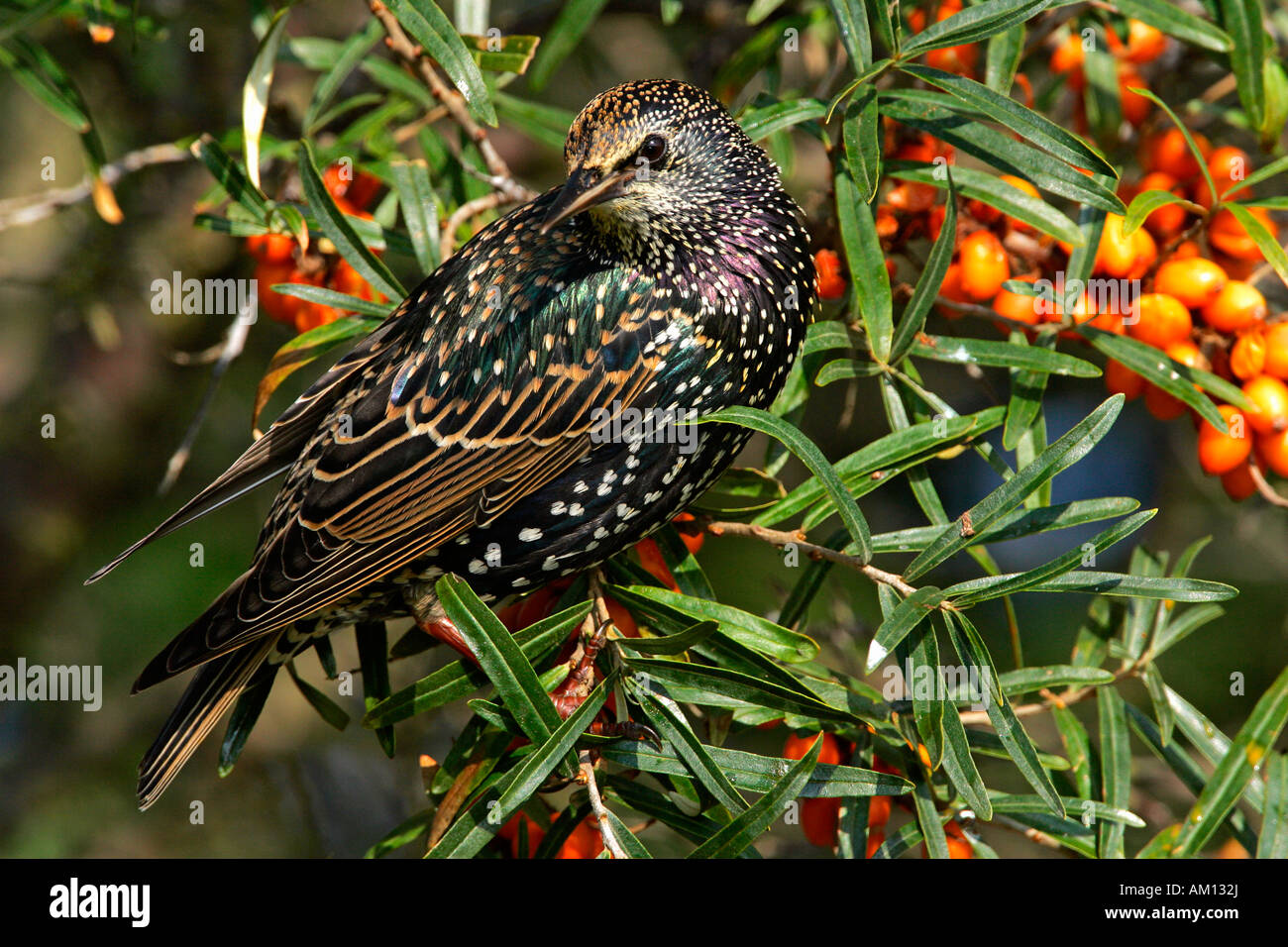 Europäischen Star (Sturnus Vulgaris) sitzen in einem Meer Sanddorn Busch mit Beeren (Hippohae Rhamnoides) Stockfoto