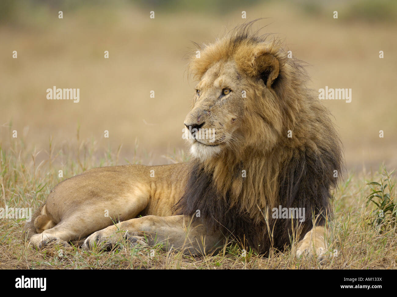 Löwe (Panthera Leo), liegend Mähne Löwe, Masai Mara, Kenia Stockfoto